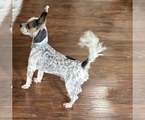 Medium Photo #1 Yorkshire Terrier Puppy For Sale in NORMAN, OK, USA
