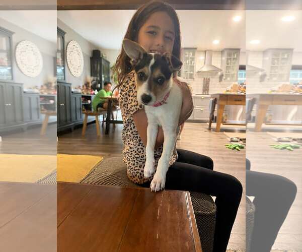 Medium Photo #12 American Pit Bull Terrier-Jack Russell Terrier Mix Puppy For Sale in Oakhurst, NJ, USA