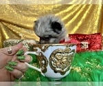 Small Photo #34 Pomeranian Puppy For Sale in HAYWARD, CA, USA