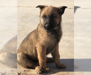 Malinois Puppy for sale in PHELAN, CA, USA