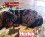 Small Photo #4 Dachshund Puppy For Sale in WALLACE, CA, USA