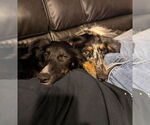 Small #3 Australian Shepherd Mix
