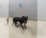 Small American Pit Bull Terrier Mix