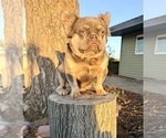 Small #4 French Bulldog