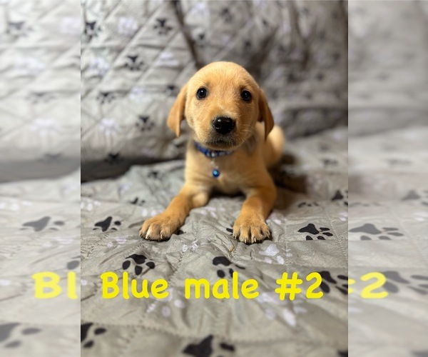 Medium Photo #1 Golden Labrador Puppy For Sale in BUSSEY, IA, USA