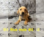 Puppy Blue 2 Golden Labrador
