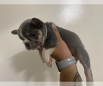 Small Photo #6 French Bulldog Puppy For Sale in FRASER, MI, USA
