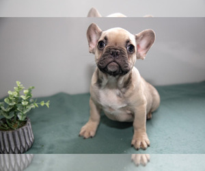 French Bulldog Litter for sale in GOSHEN, IN, USA