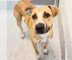 Small #2 Black Mouth Cur Mix