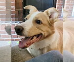 Small #1 Australian Shepherd Mix