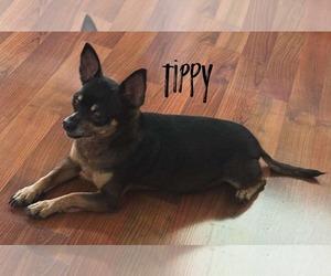 Mutt Dogs for adoption in Gulfport, MI, USA