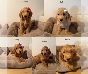 Goldendoodle Puppy for sale in FREDERICK, MD, USA