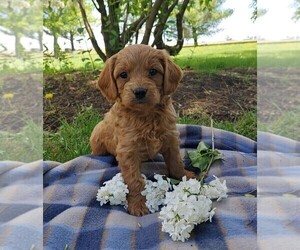 Cavalier King Charles Spaniel-Poodle (Toy) Mix Puppy for sale in CLARE, IL, USA
