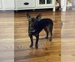 Small #2 Italian Greyhound