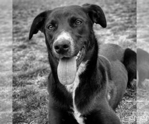 Labrador Retriever-Unknown Mix Dogs for adoption in Washington, DC, USA