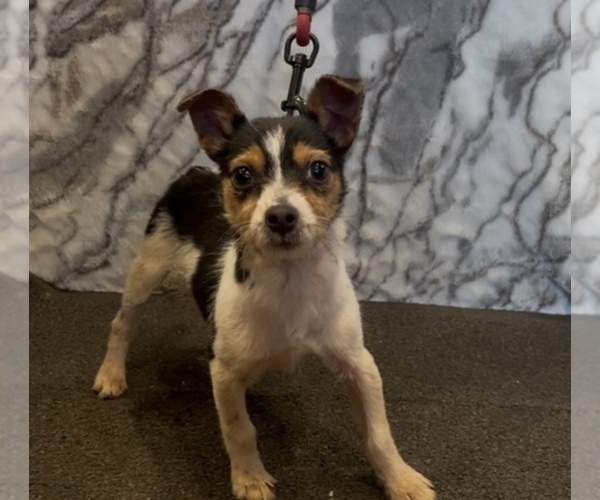 Medium Photo #6 Jack Chi Puppy For Sale in MOUNT CARMEL, PA, USA