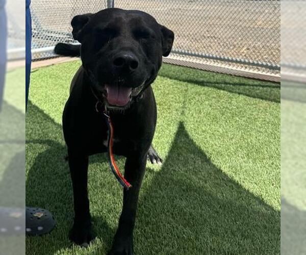 Medium Photo #1 American Pit Bull Terrier-Labrador Retriever Mix Puppy For Sale in Lathrop, CA, USA
