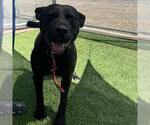 Small American Pit Bull Terrier-Labrador Retriever Mix
