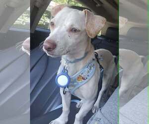 Chihuahua-Unknown Mix Dogs for adoption in Visalia, CA, USA