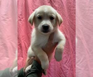 Mutt Dogs for adoption in Riverside, CA, USA