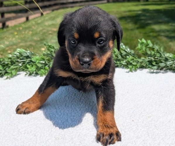 Medium Photo #5 Rottweiler Puppy For Sale in GOSHEN, IN, USA