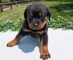 Small #4 Rottweiler