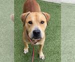 Small American Pit Bull Terrier Mix