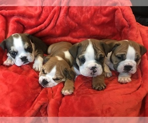 English Bulldog Puppy for sale in FORT COLLINS, CO, USA