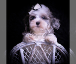 Small #5 Maltipoo (Toy)