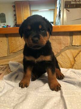 Medium Photo #2 Rottweiler Puppy For Sale in QUEENSTOWN, MD, USA