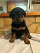 Small Photo #2 Rottweiler Puppy For Sale in QUEENSTOWN, MD, USA
