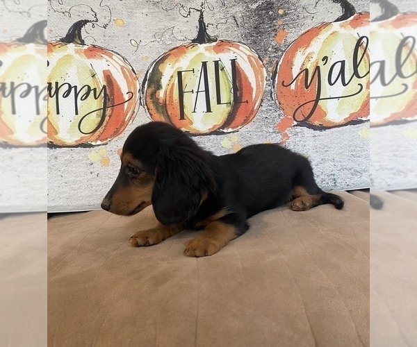 Medium Photo #3 Dachshund Puppy For Sale in STELLA, MO, USA