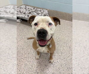 Mutt Dogs for adoption in Brighton, CO, USA