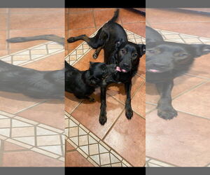 Wilfred - Male Labrador Retriever-Unknown Mix Dog for Adoption - Photo #3