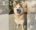 Small #2 Siberian Husky Mix