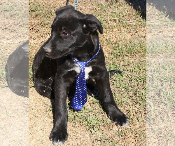 Medium Photo #4 Shepradors Puppy For Sale in Bandera, TX, USA