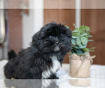 Small Photo #2 Shorkie Tzu Puppy For Sale in BERNE, IN, USA