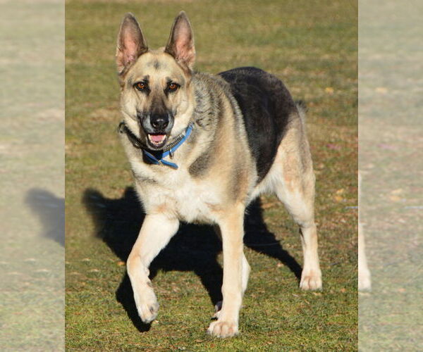 Medium Photo #2 German Shepherd Dog Puppy For Sale in Phoenix, AZ, USA