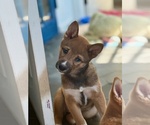 Image preview for Ad Listing. Nickname: Litter of 2