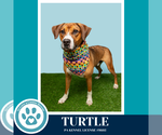 Small #4 Boxer Mix