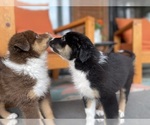 Small Photo #1 Australian Shepherd Puppy For Sale in GEORGETOWN, TX, USA