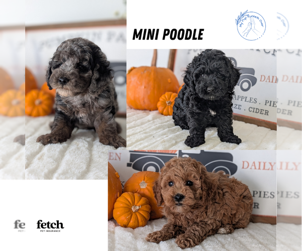 Medium Photo #1 Poodle (Miniature) Puppy For Sale in GOSHEN, IN, USA