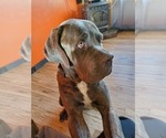Small Photo #1 Cane Corso Puppy For Sale in BETHEL, PA, USA