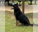 Small German Shepherd Dog