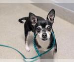 *TITAN - Male Chihuahua-Unknown Mix Dog for Adoption - Small photo