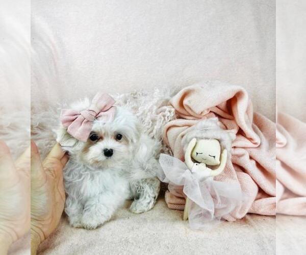 Medium Photo #10 Maltese Puppy For Sale in TAMPA, FL, USA