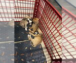 Small #2 Borador