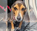 Small #1 Beagle
