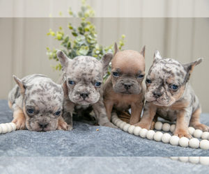 Faux Frenchbo Bulldog Litter for sale in NEW CONCORD, OH, USA