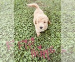Small Photo #77 Goldendoodle Puppy For Sale in WEST PLAINS, MO, USA